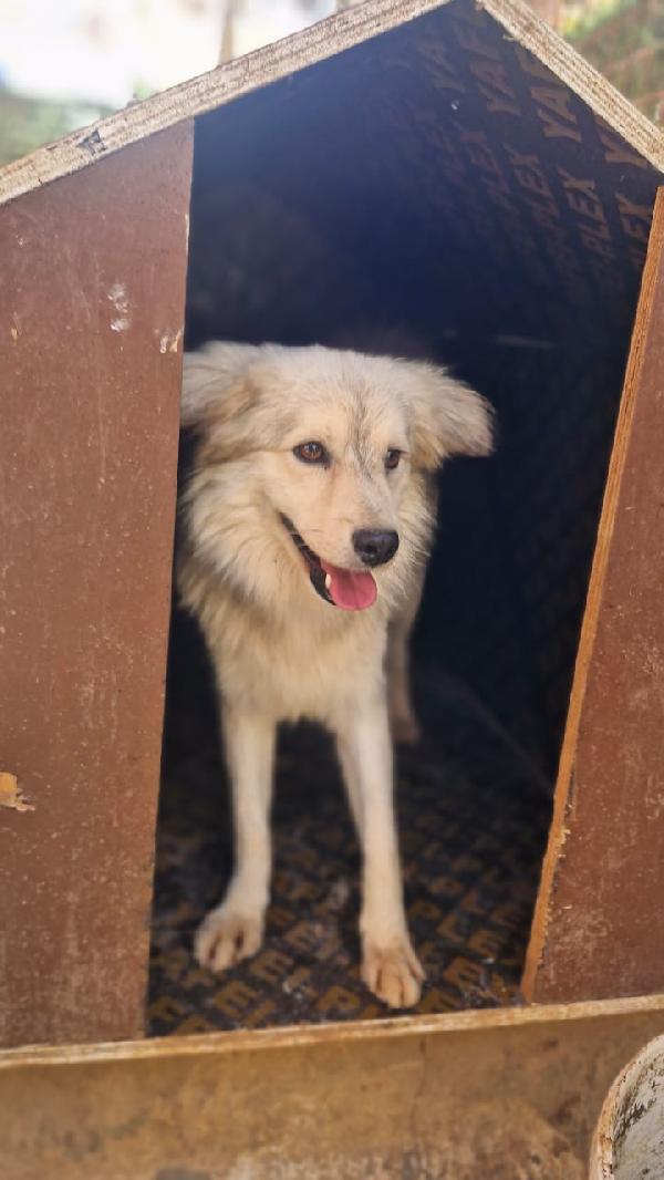 Yorgo, un tenero pelosetto Foto 5